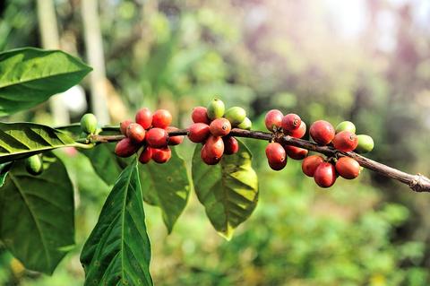Coffee Plant with Cherries